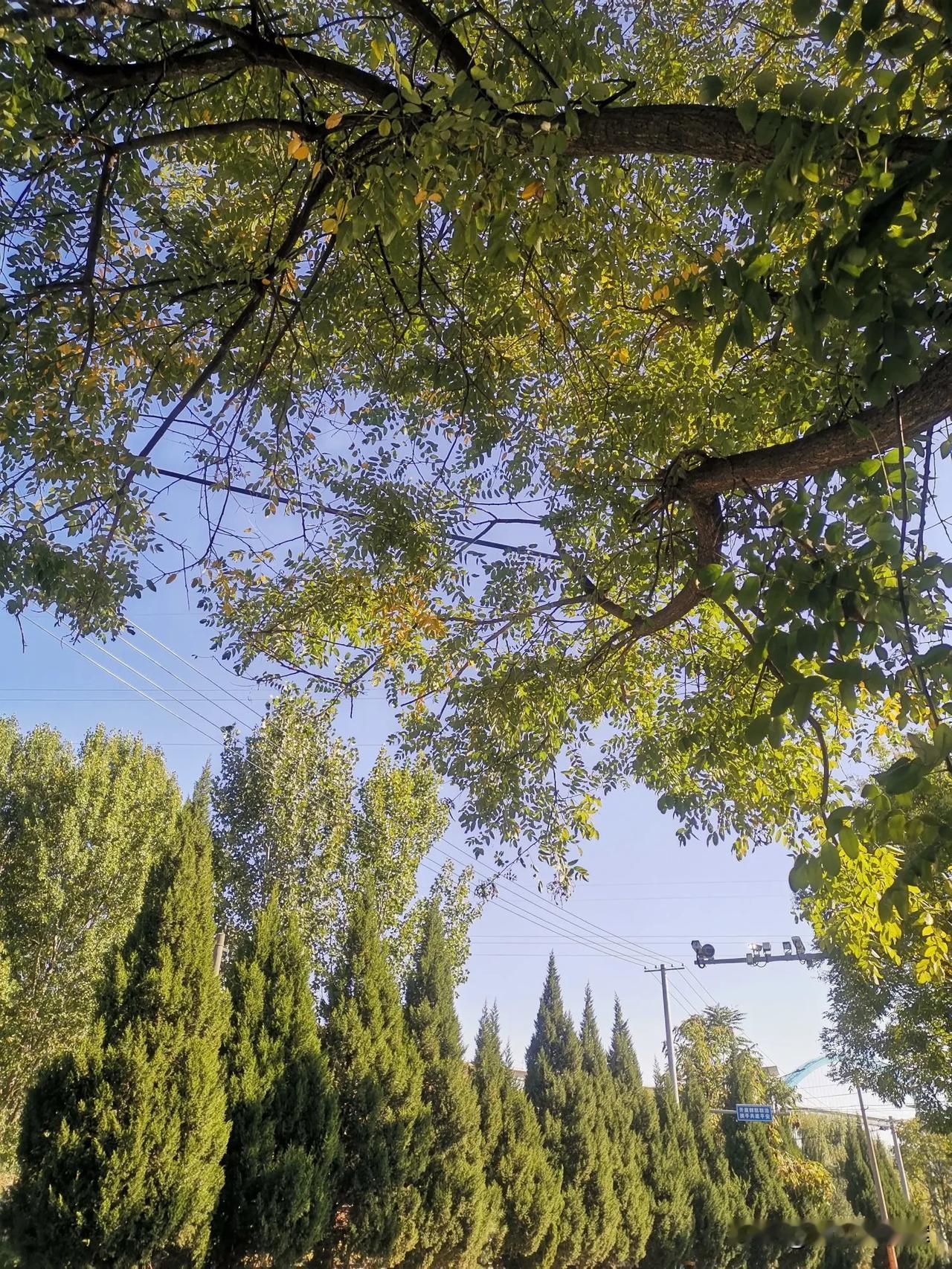 秋景