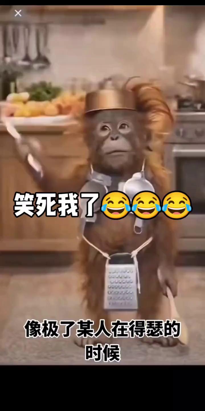 笑死我了，像极了某人在得瑟的时候。
身上挂请输术自研的。