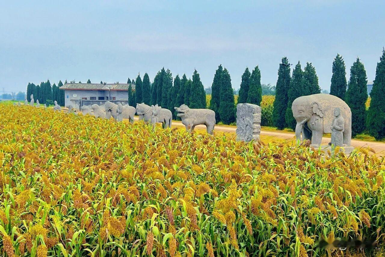 宋陵高粱红了！