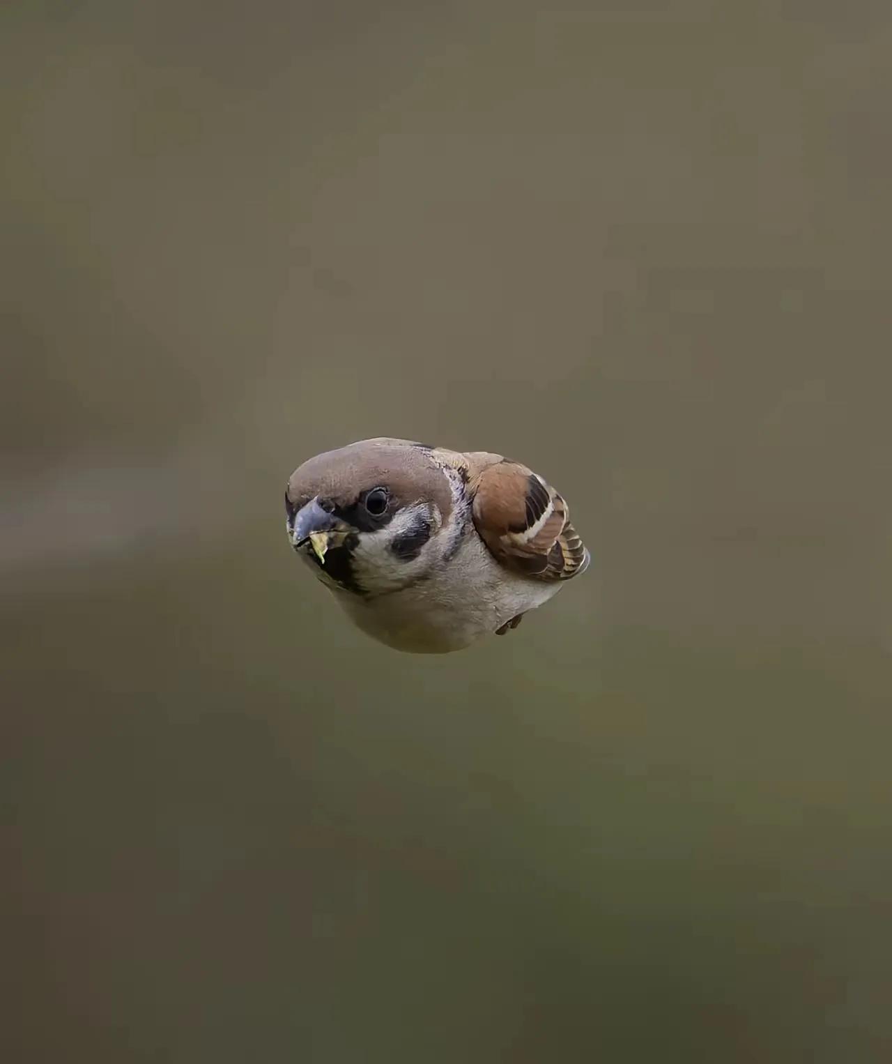 高清拍摄到的麻雀觅食回巢，这麻雀在空中简直神了。