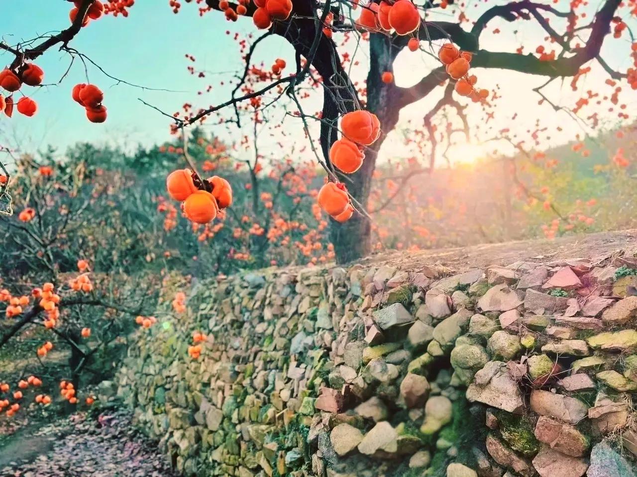 五律•琼花无意冬韵长
芳芳




求雪雪不见，拈花花有殇，
冰清云影瘦，月冷火