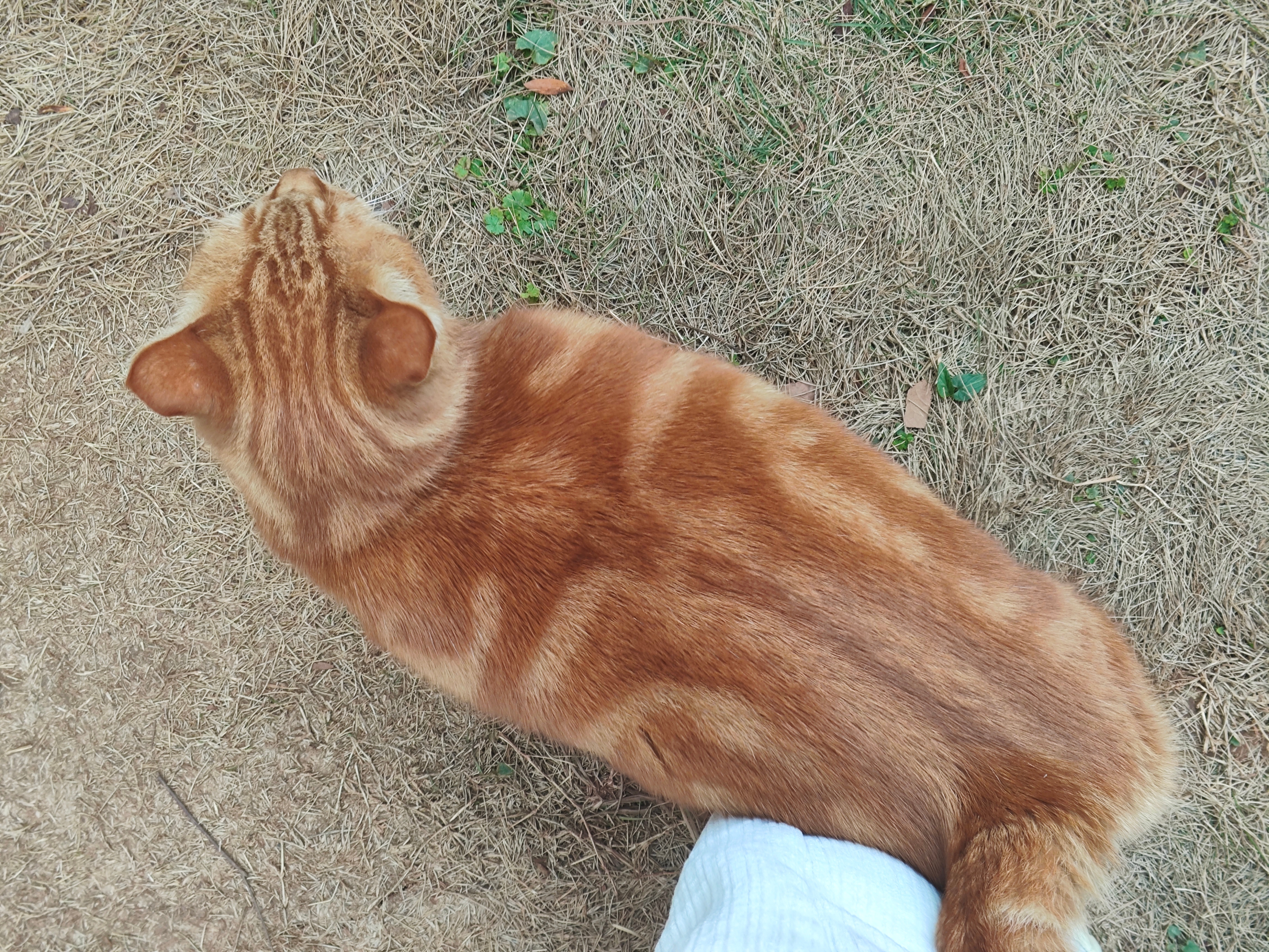 骂我的虐猫了知道不 