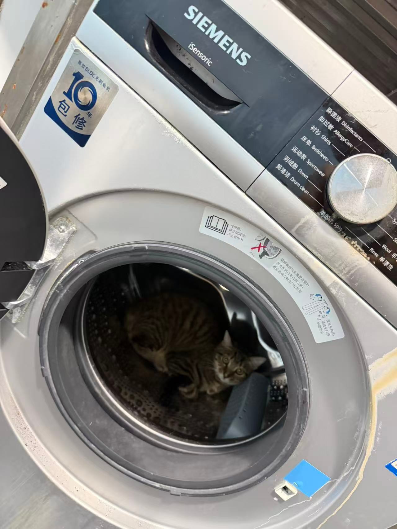 麻酱想帮忙洗衣服吗？小猫咪不用这么客气的， 白吃白住就可以了。[爱你]深圳领养萌
