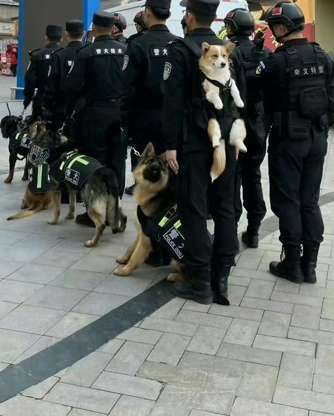 【twi】韩网友视角下的中国警犬，只有柯基被背在背上 ​​​