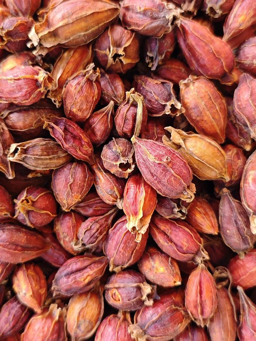 今日亳州中药材市场部分药材价格：绞股蓝65元/kg，沙棘75元/kg，蜂蜜28元