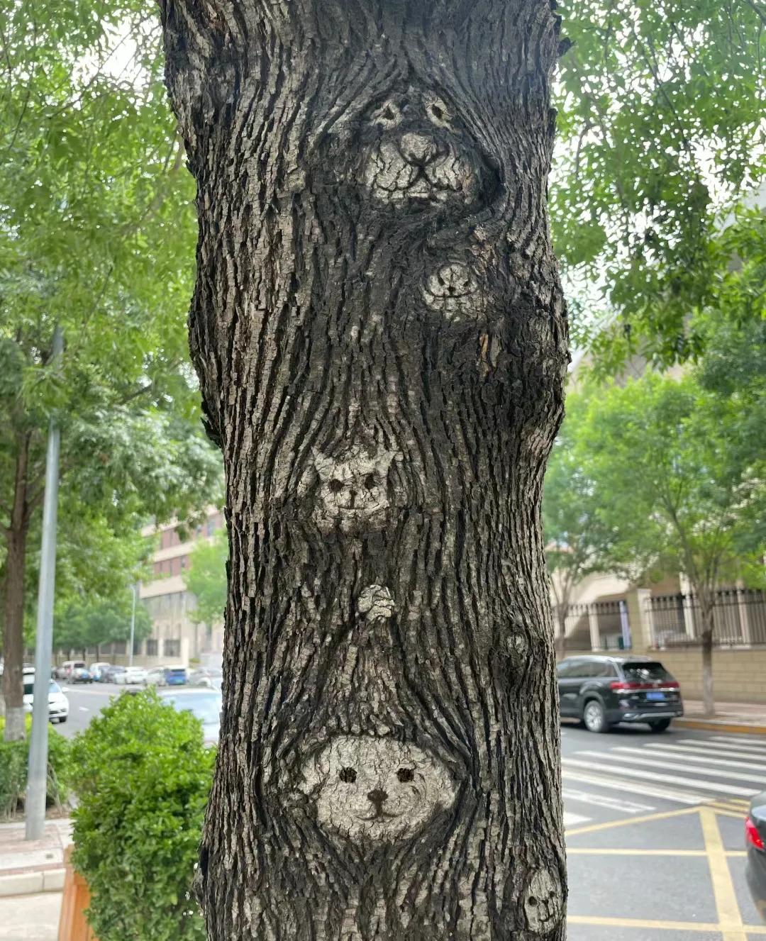 路边拍到的，树的纹路很有意思