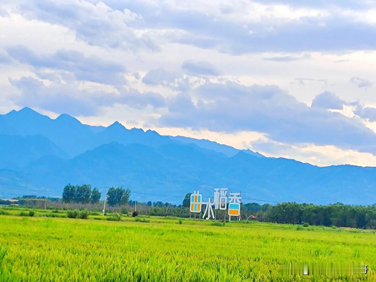 你们那收水稻是夏天还是秋天?秋天？