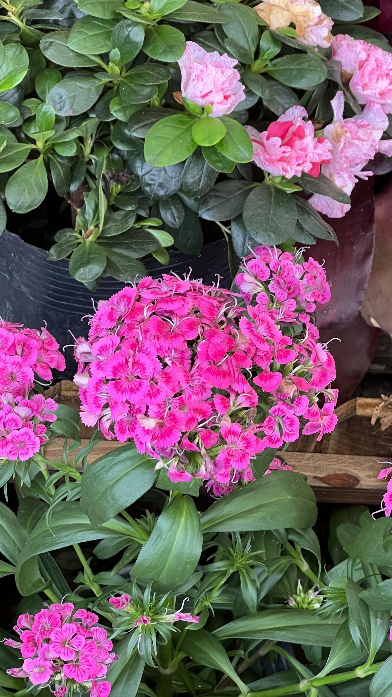 晒出你手机中盛开的花朵春日赏花：粉嫩嫩的花朵，生机勃勃，自然之美尽收眼底！