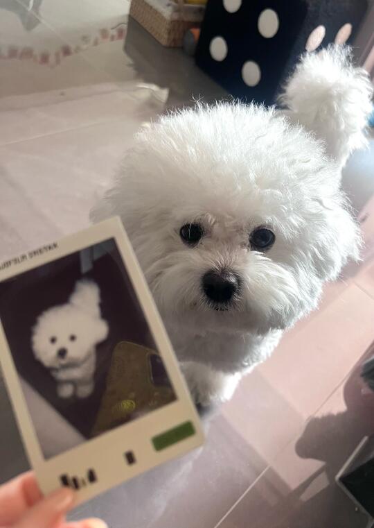 呆～