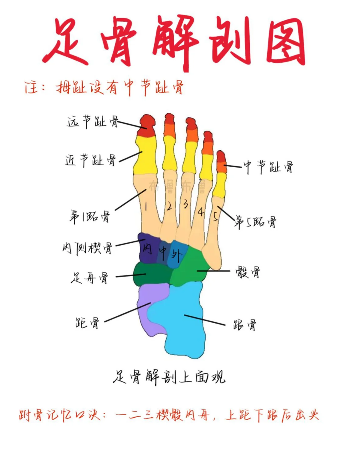医学生笔记——足骨解刨图