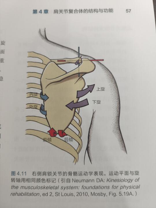 肩胛骨的运动模式，肩颈僵硬人群上回旋受限