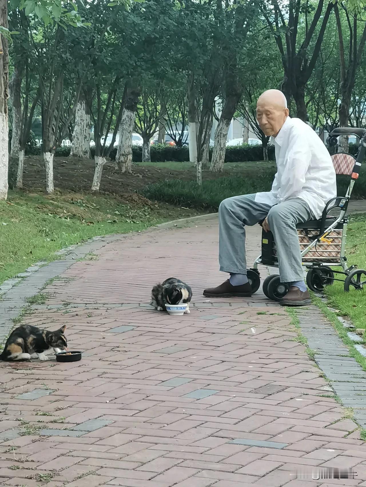 爱猫的老人，每日都会带着食物去投喂。老人 对老人好点 对老人要尊敬 关爱老人