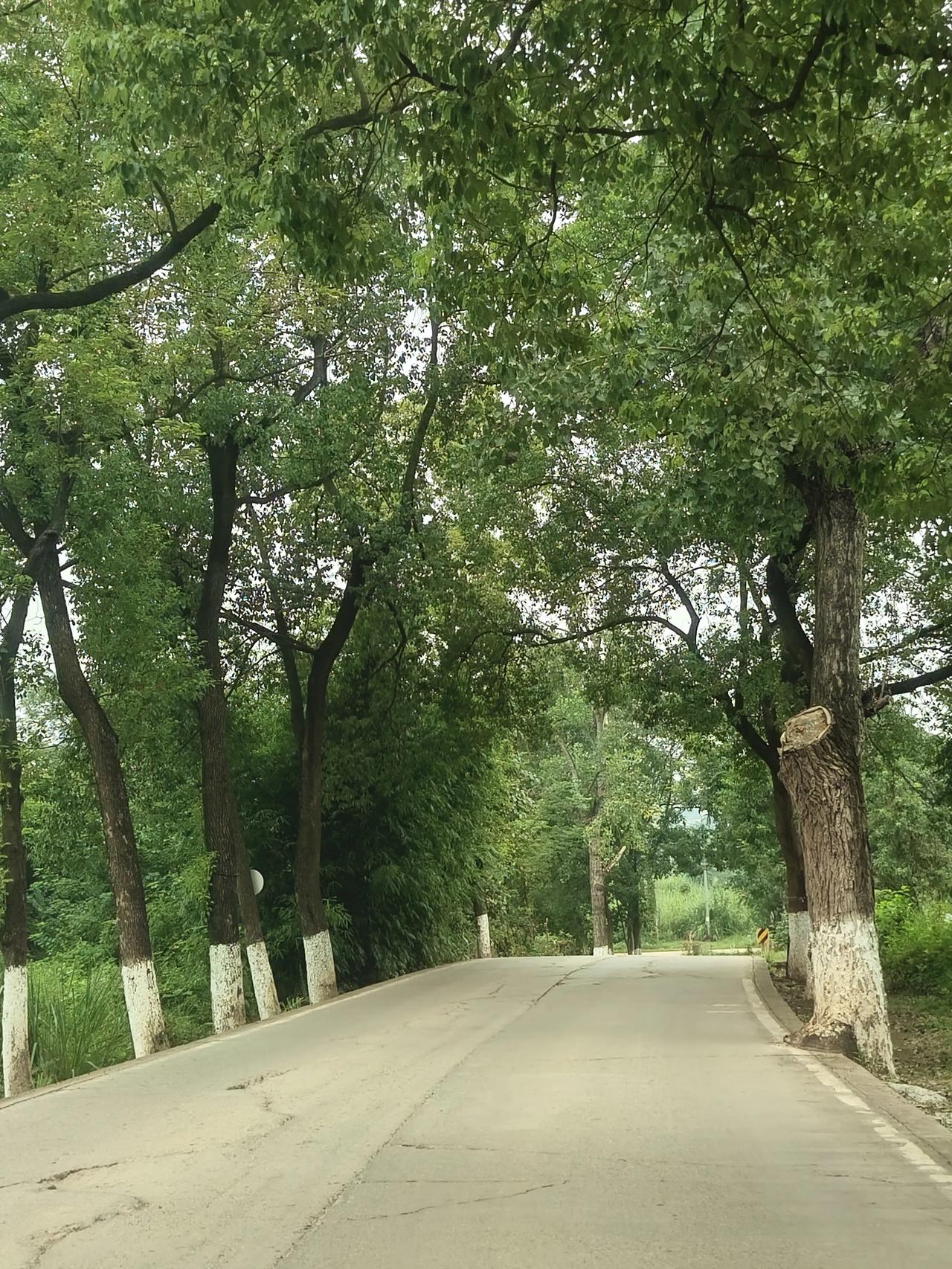 这条路感觉不错！
这是洛带古镇金龙长城后边的一条路，感觉非常不错。
居然这里也是