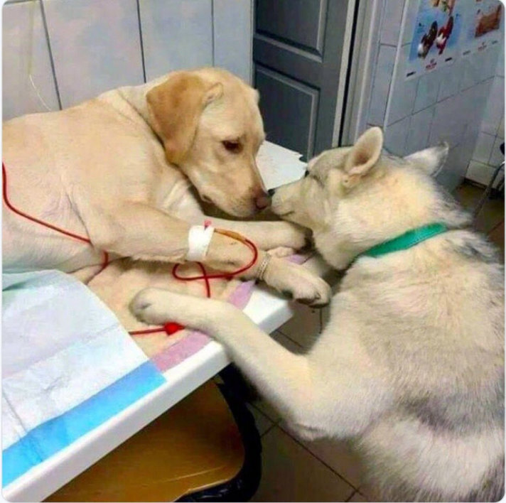 拉布拉多生病了，他的好朋友一直陪着他别担心我会一直陪着你的！