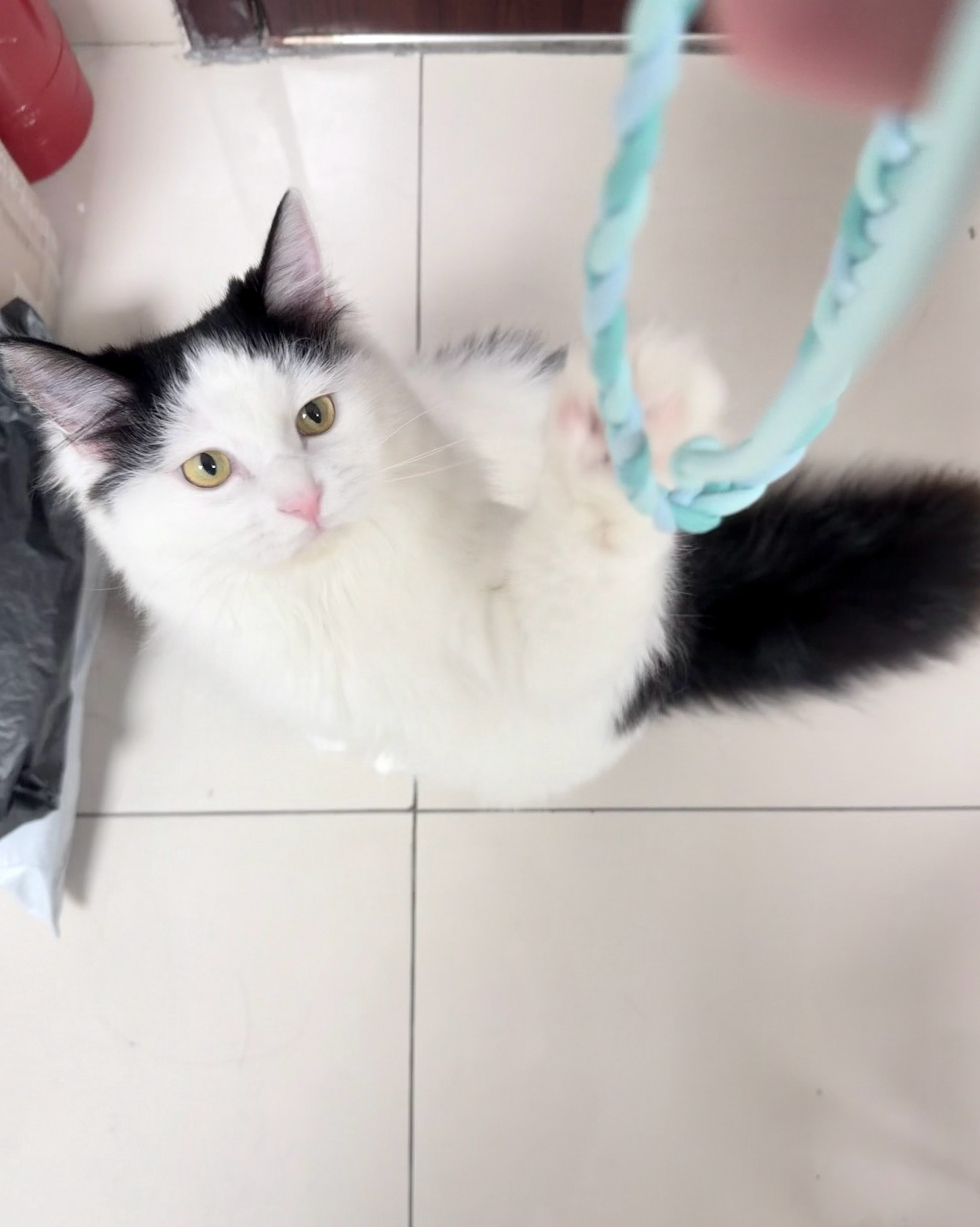 脏脏的摇粒绒小肚腩和邪恶奶牛猫🐱 