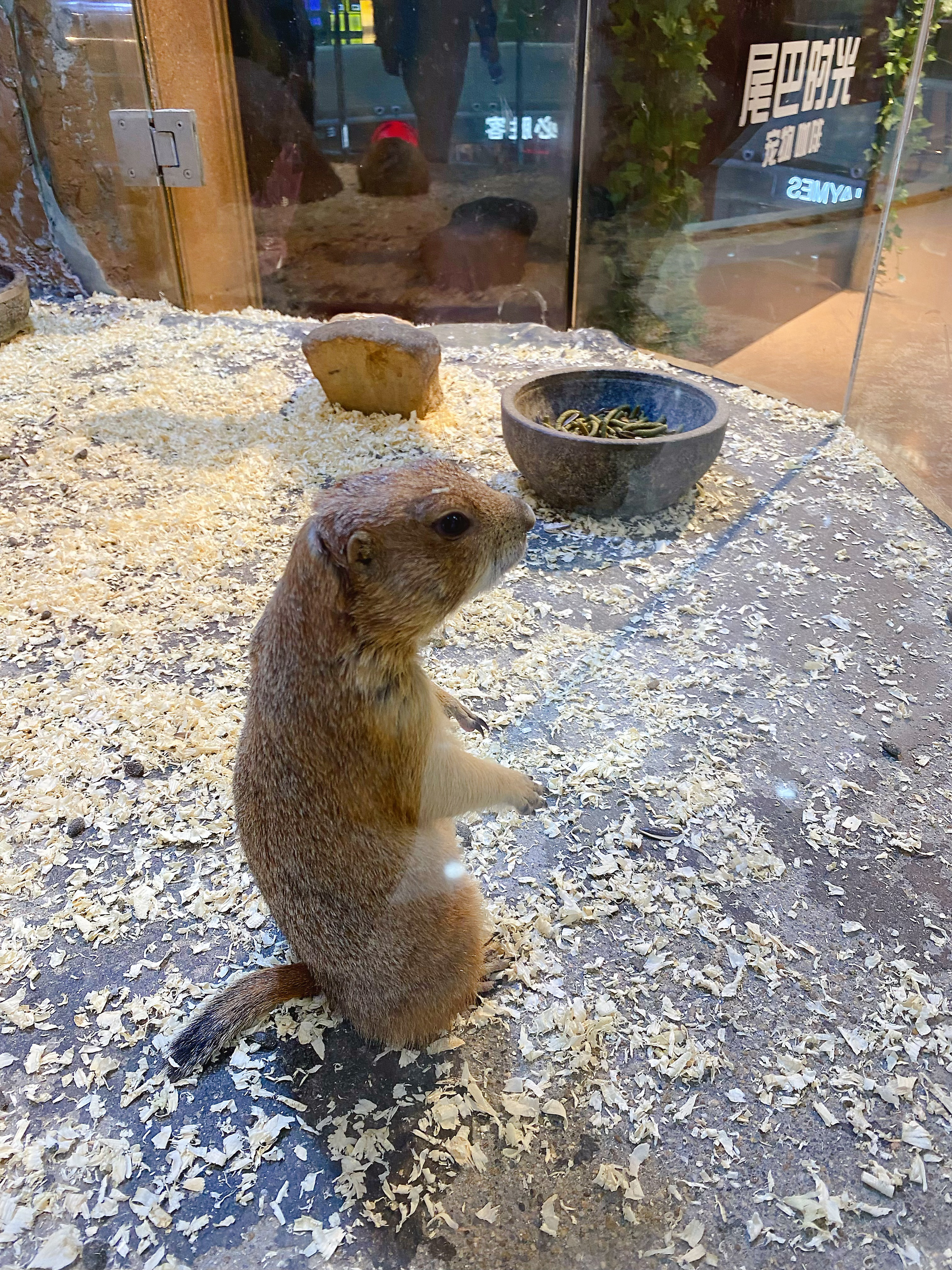 幾好玩嘅地方，週末同小盆友過去睇下動物，點都好過對著d電子產品… ps：睇土撥鼠