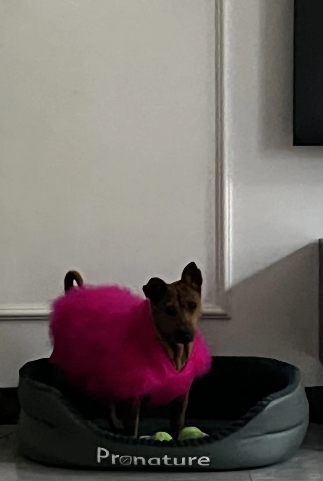 请叫Princess Duga被领养后的幸福生活