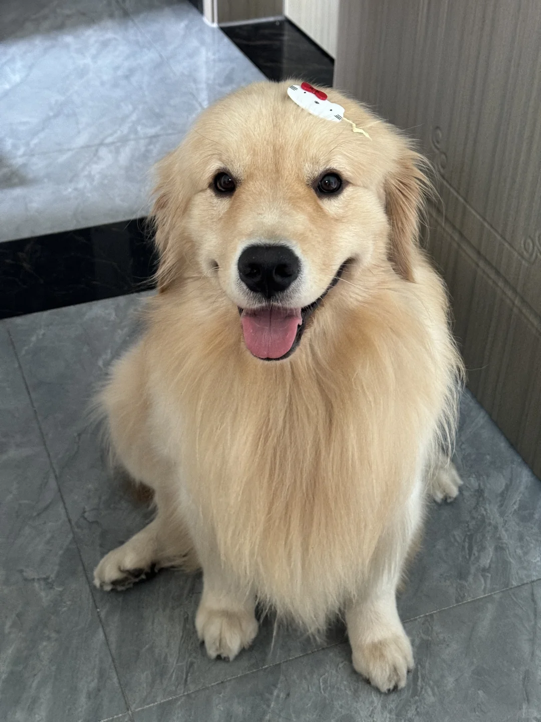 啊这位小狗先生不要凑得太近哦