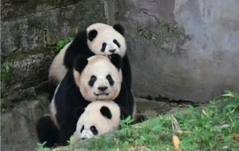 遇到叠叠熊猫不要无视，你的运势三倍上升。 ​​​