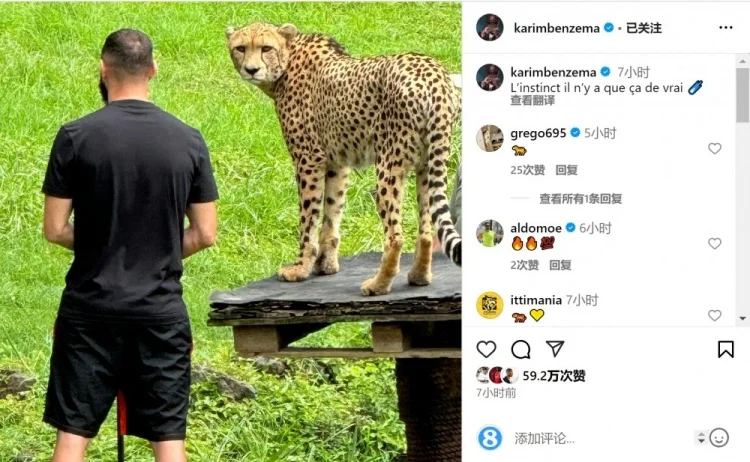 🐆 “本泽马豹”同框，现实版速度与激情