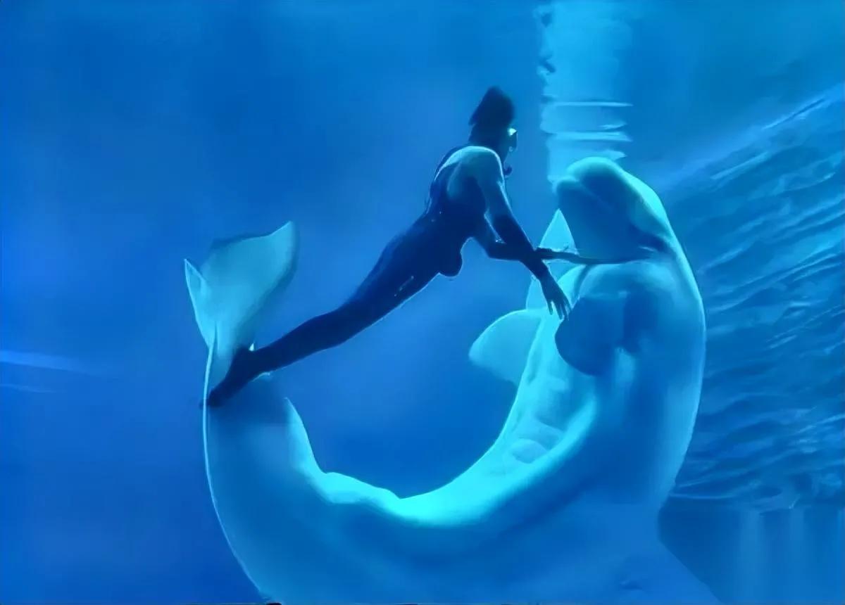 刷到一则窒息视频！

白鲸突然拖训鲸师沉底

视频里华南女训鲸师邵然，被自己一手