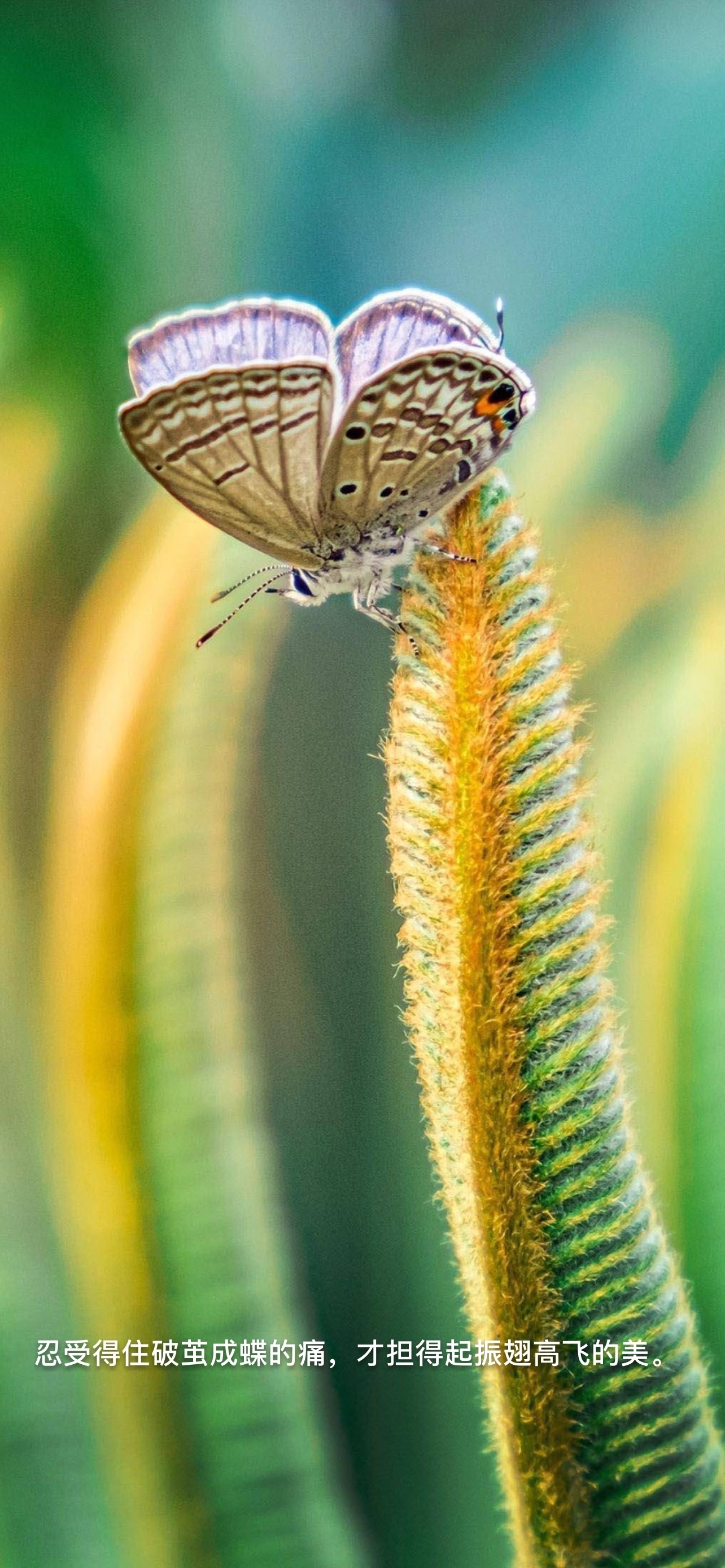20240315日运指南戊寅日今天的这个日课呢，就如同昨天晚上所讲的一样，中间环
