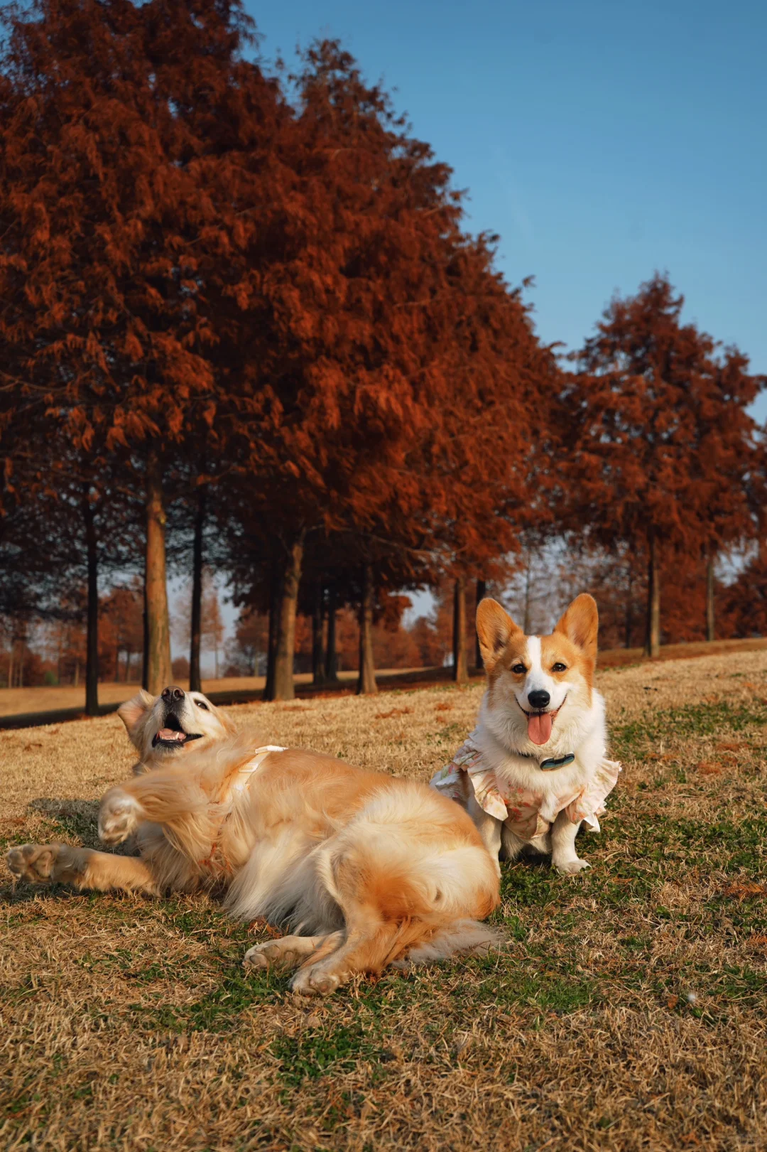 岸上草原的落羽杉巨出片！！小狗边玩边拍