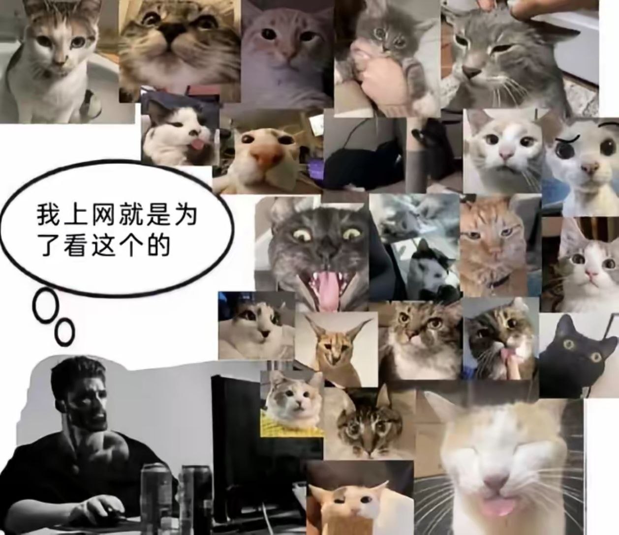 我上网就是为了看这个的 