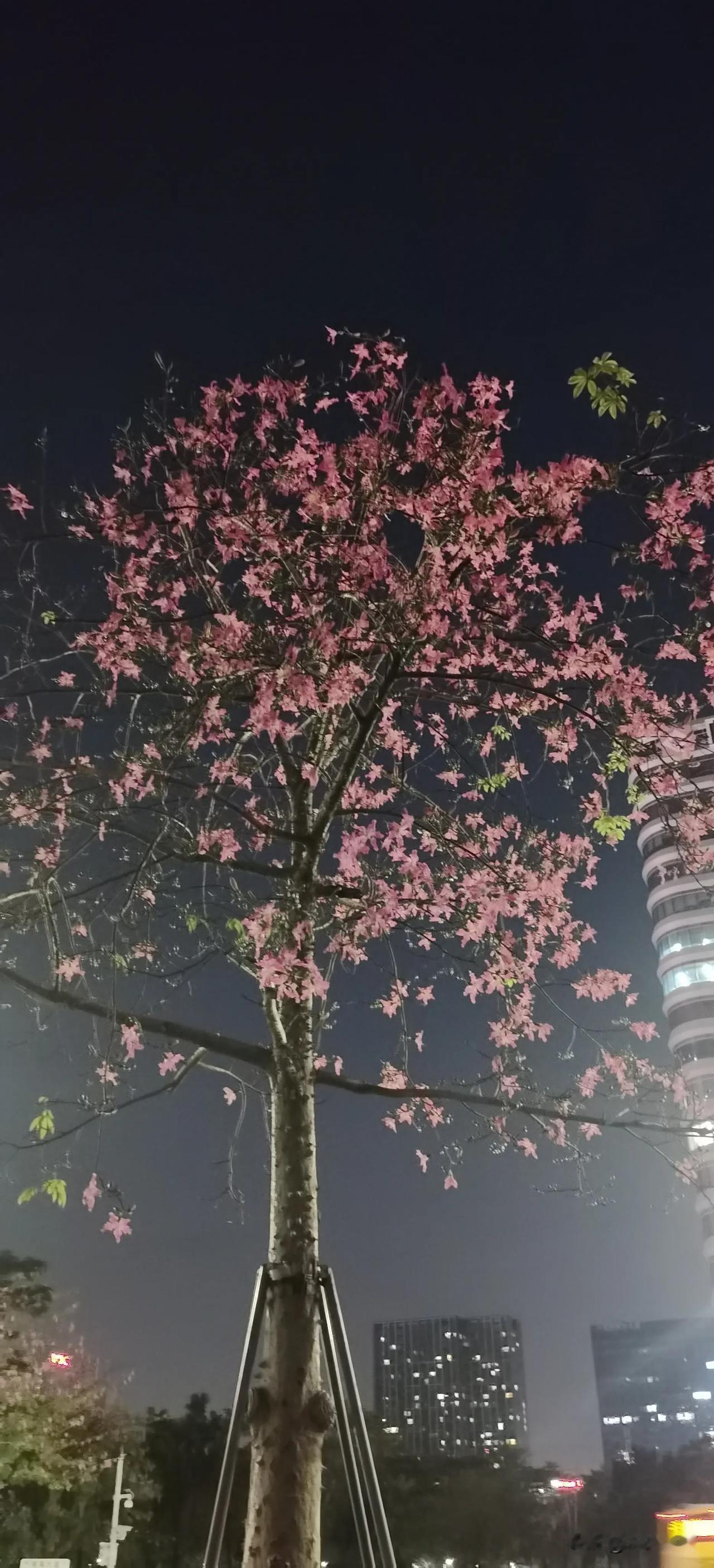 火树粉花！！！