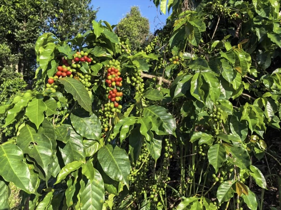 奔努®
曦妍咖啡☕️中国人自己的咖啡
Xiyan Coffee☕️ Chines