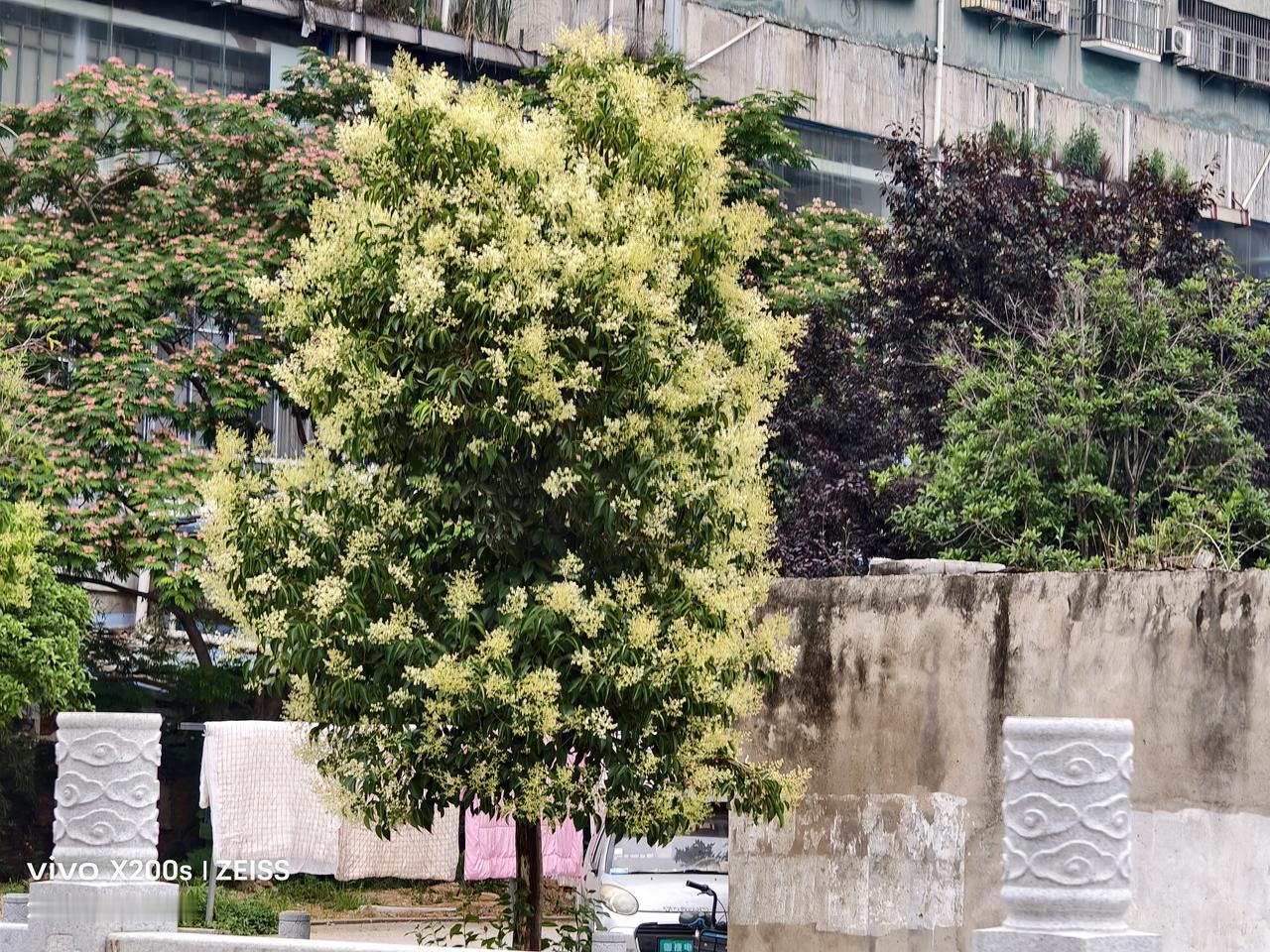 记录我的20262026年6月2日在路边散步时，随手拍的鲜花挂满枝头远景。