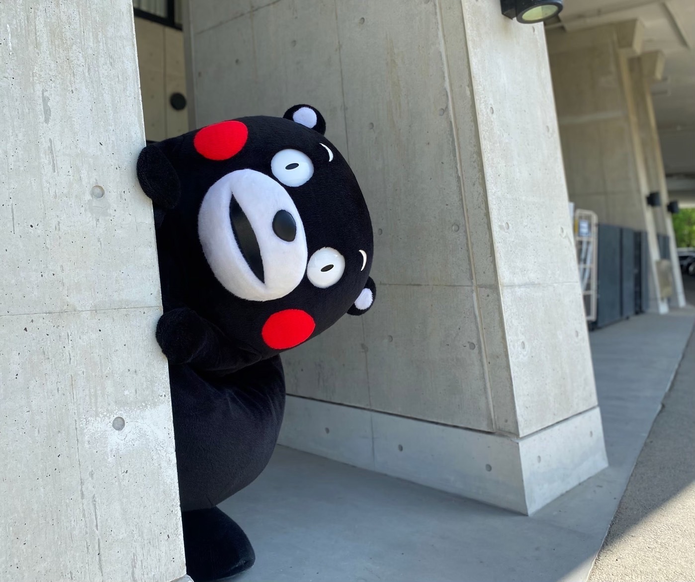 近期新图熊本熊 ​​​