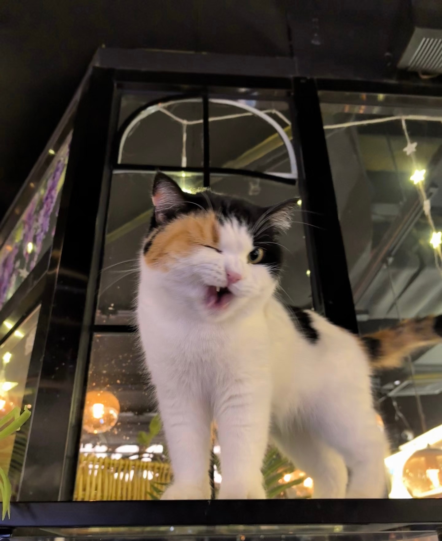 猫：人，你也为我着迷吧 