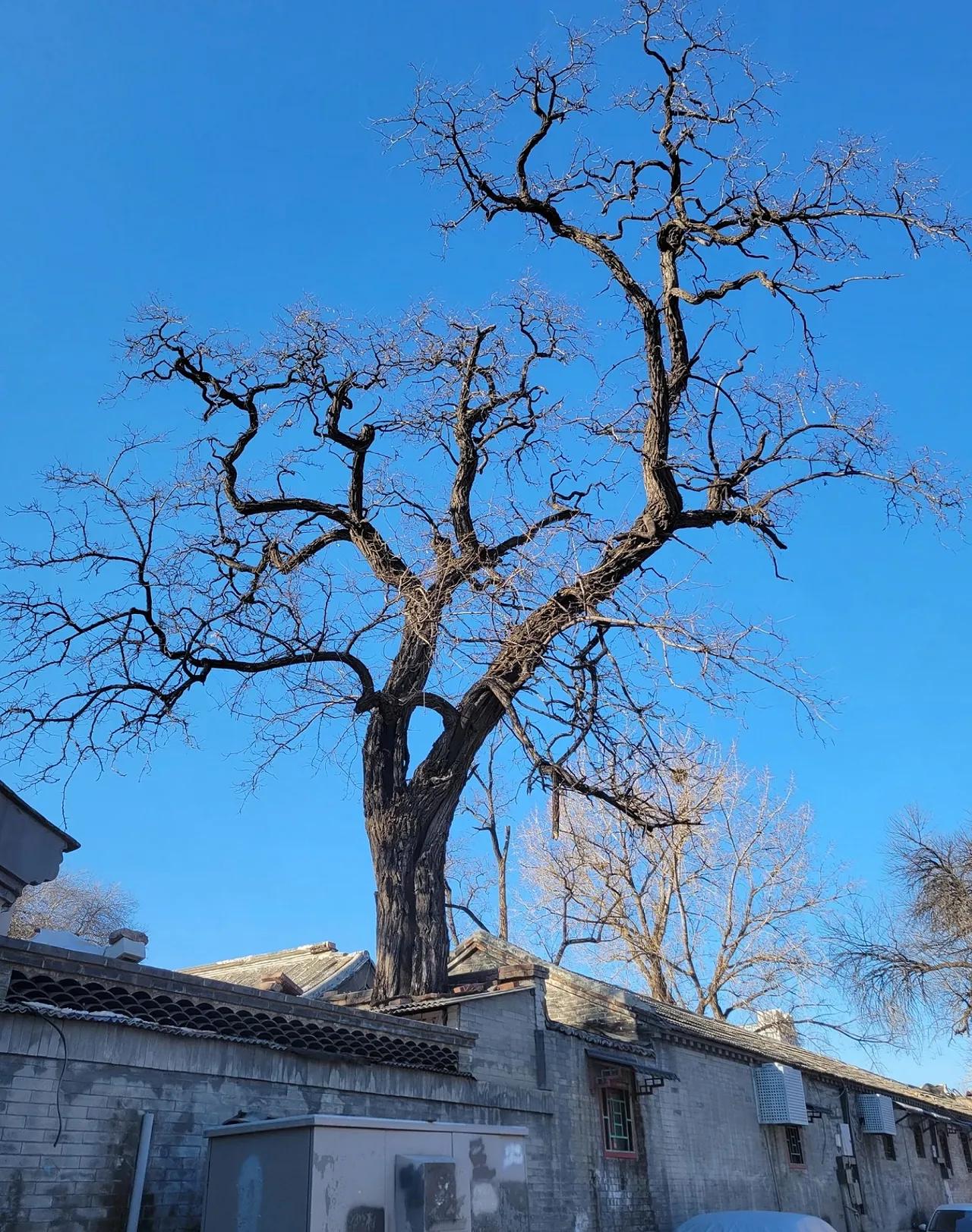 通知一下，
从1月8号开始，
各地正式进入长达12天之久的大
寒流时期，也就是三