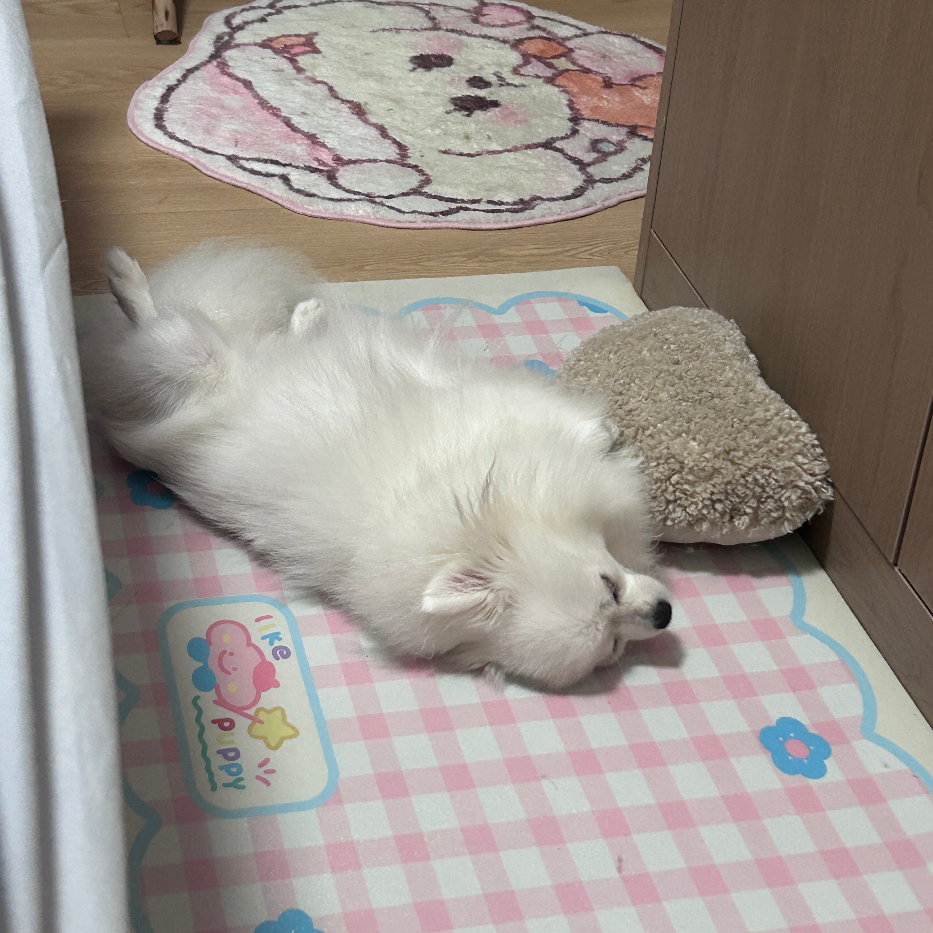 绵绵睡觉 ​​​
