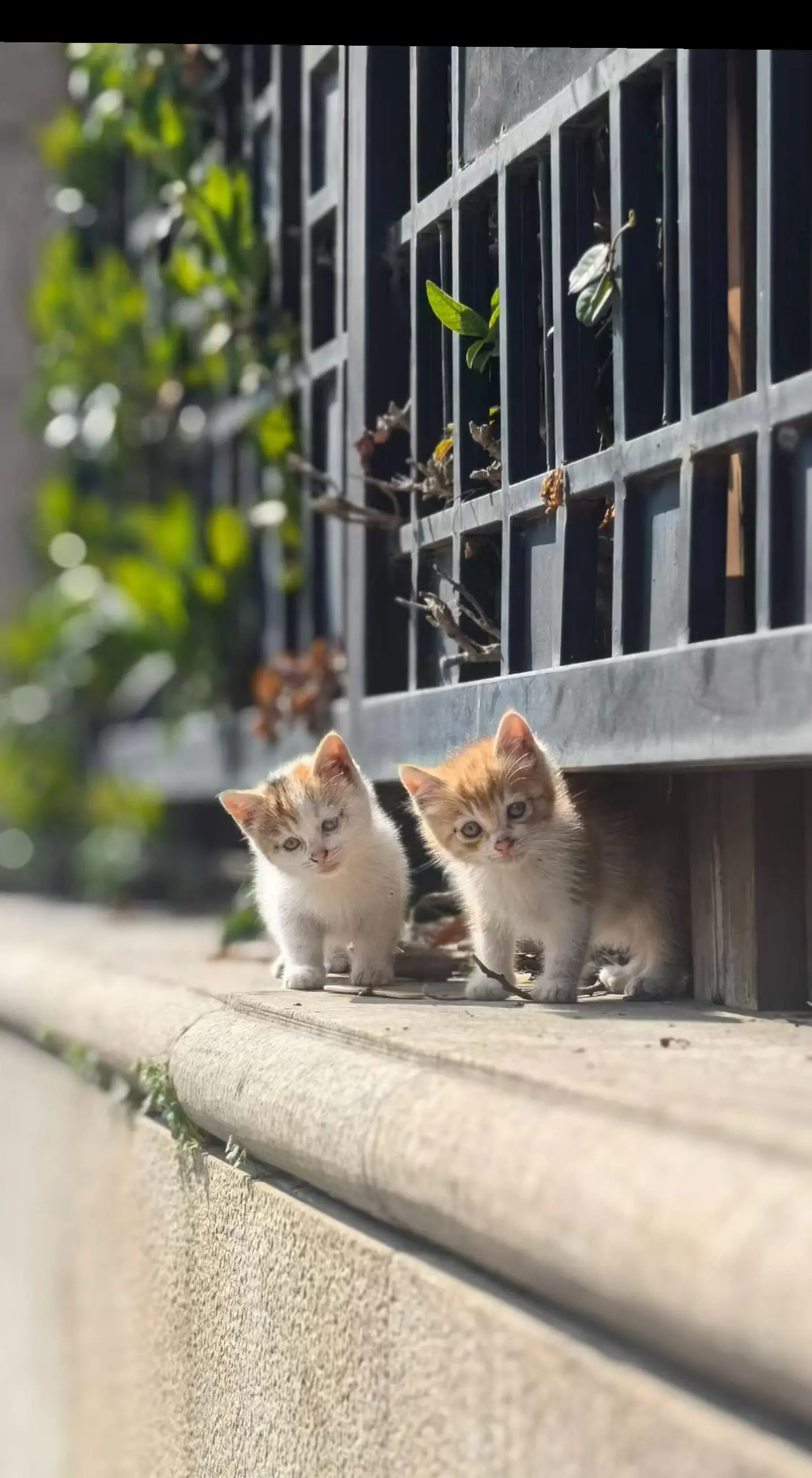 也许一只流浪猫都没有留下过一张照片。给1000只流浪猫拍一张照片系列 ...