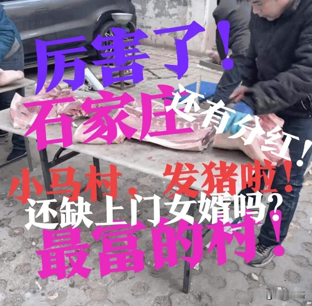 【小马村每户一头猪！又是被全石家庄羡慕的一天】小马村，还缺上门女婿吗？网友调侃道