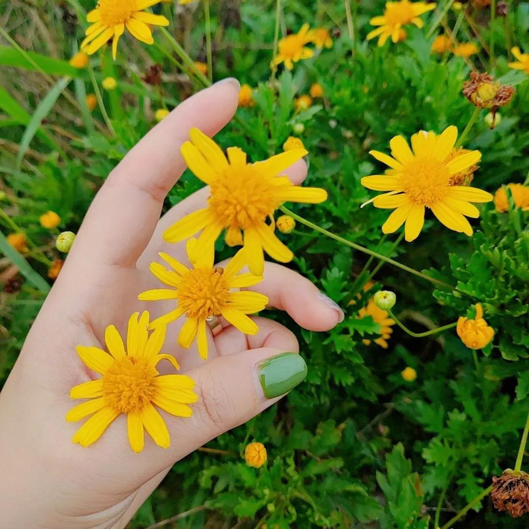 “阳光下的野花，
自然的美”🌼🌿🌿
随手拍漂亮野花