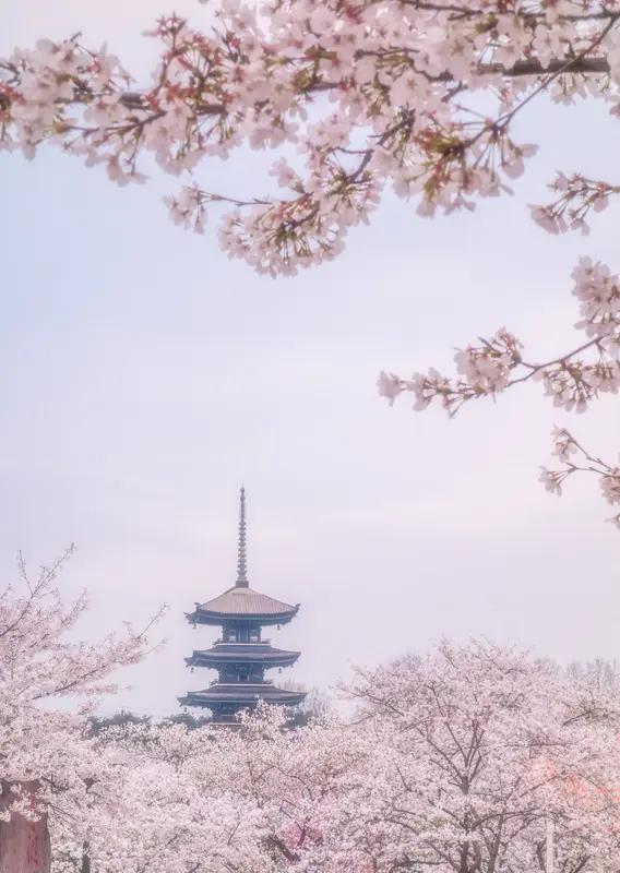 武汉的樱花又开啦，整座城市瞬间陷入“粉色狂欢”，这谁能顶得住啊！
每年春天，去武