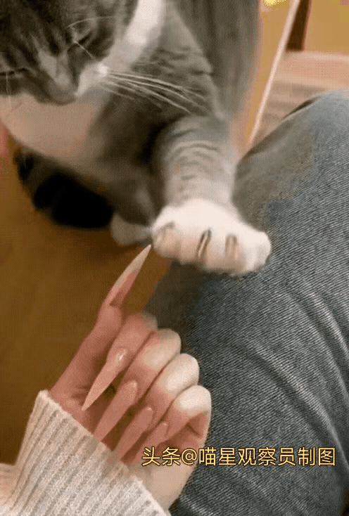 这猫教的很认真啊