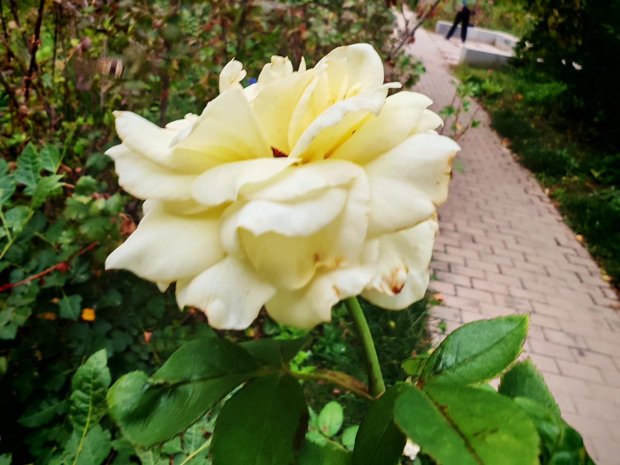 分享最美丽的花朵鲜花舒展，明艳动人，微风拂过，暗香轻扬。