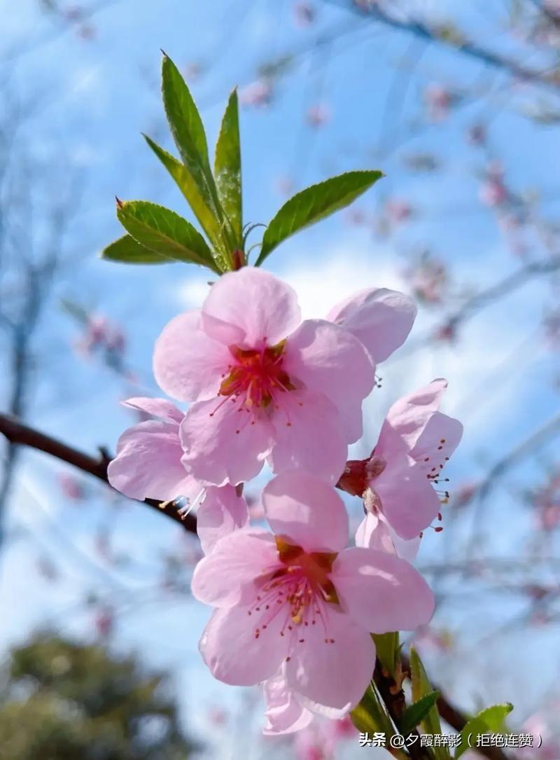 千古桃花诗，写尽人间情与禅
 
桃花，是古诗词里最灵动的春色，
从《诗经》灼灼芳