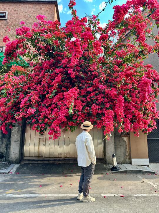 逛老社区总是有惊喜🤭发现无人打卡的三角梅