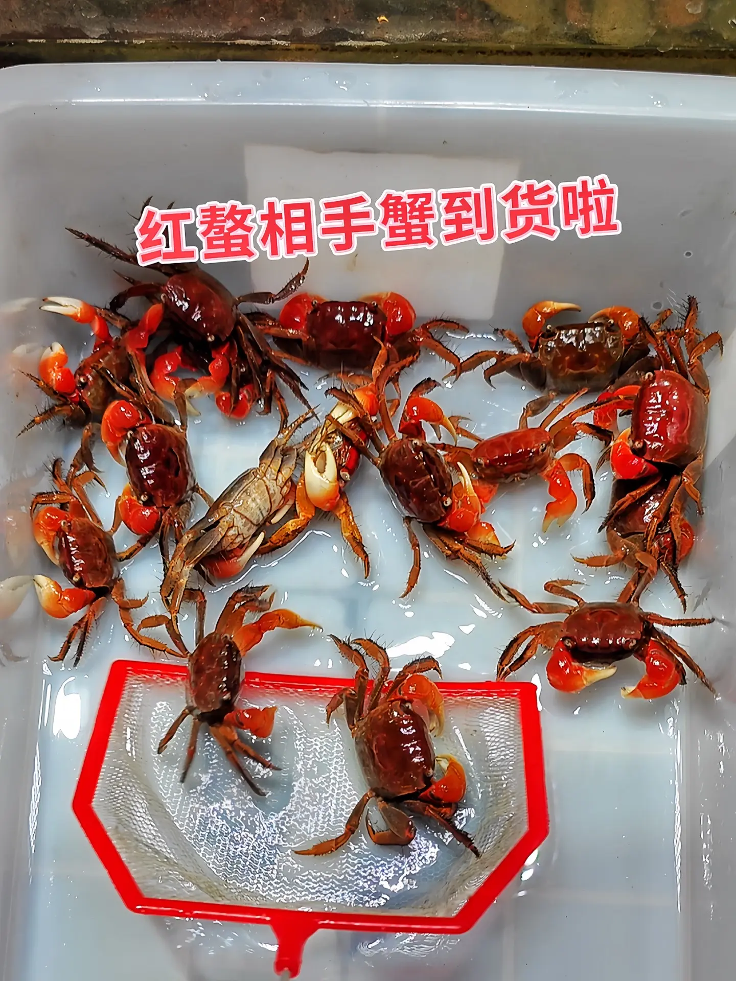 将相手蟹放入鱼缸，能增添观赏趣味，其独特外形与活泼行为可提升视觉享受。...