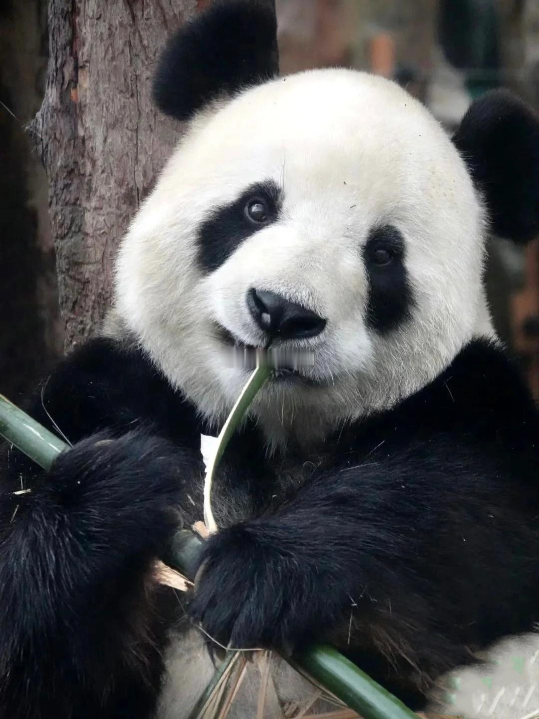 我就是萌妹的代表 飞云：萌妹萌妹我是萌妹 金虎：门卫门卫快叫门卫 ​​​