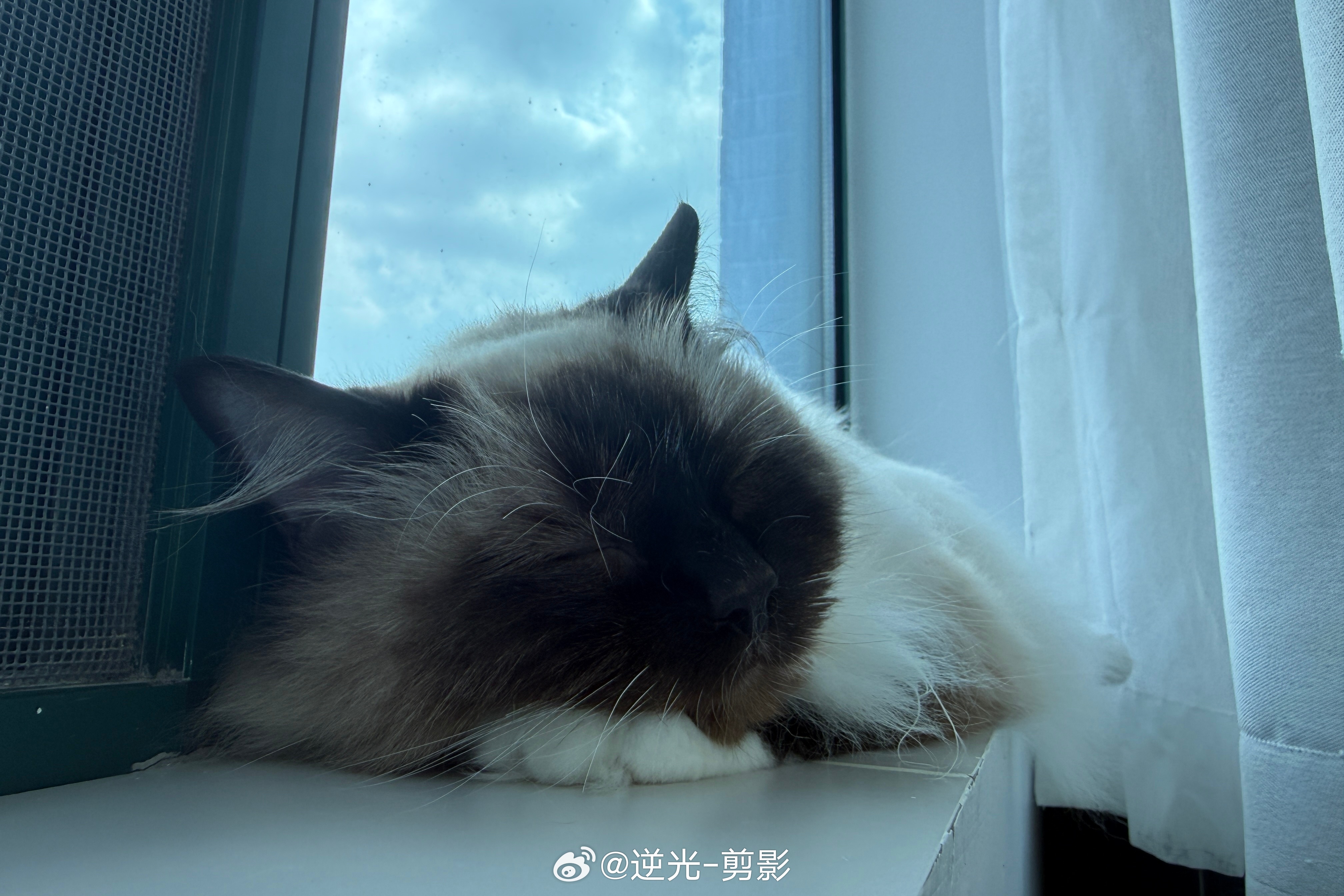 咪就在这么窄的窗户边边陪着我睡觉