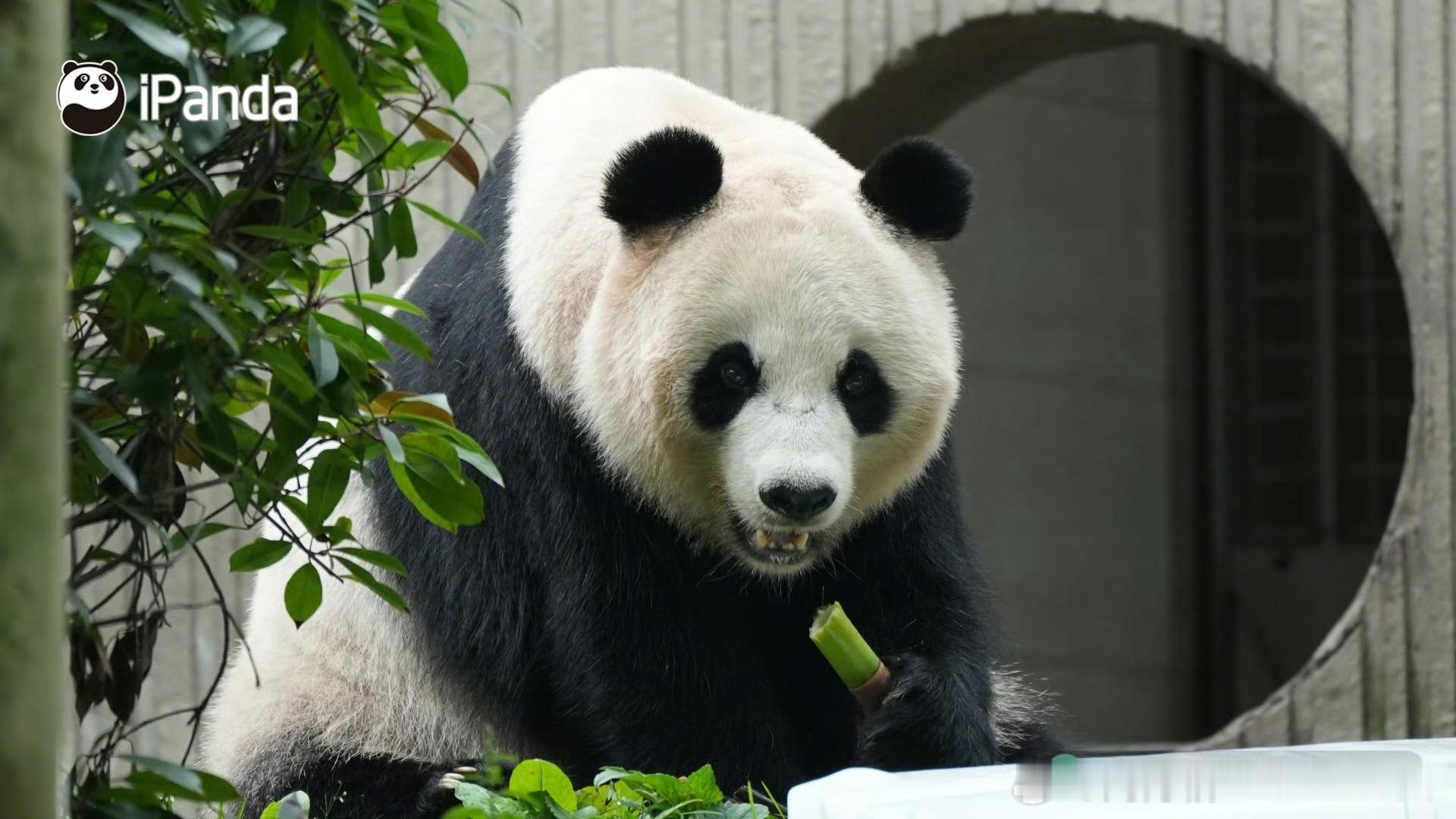 【为什么要感谢可爱的熊猫🐼】憨憨的，显得别人有点忙碌暖暖的，在寒冷中给人安慰爱