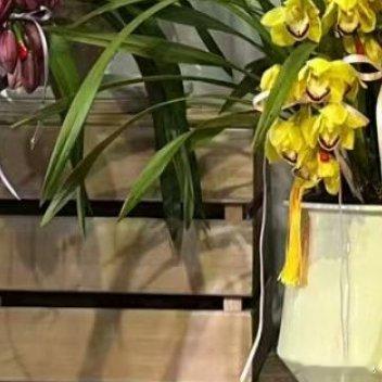 生活手记人间富贵花：大花惠兰拱兰~ 