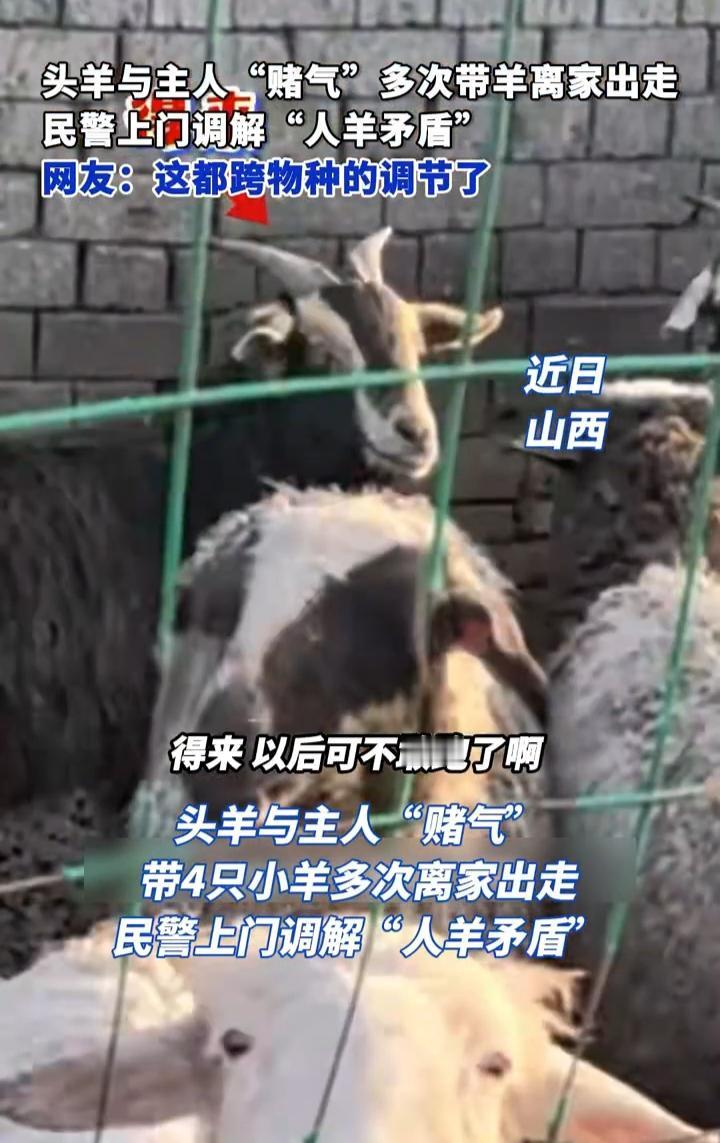 笑不活了！山西一只领头羊和主人赌气，于是带着四只小羊，多次离家出走，搞得主人也多