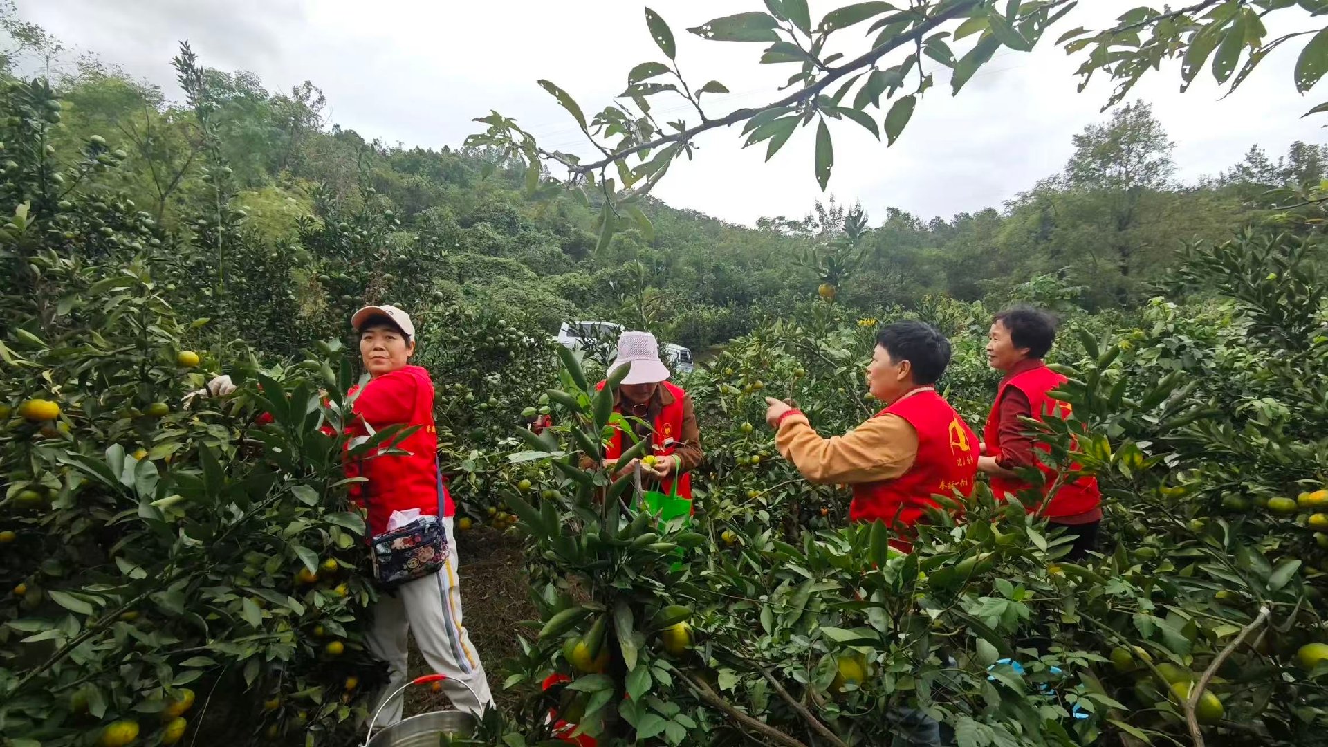 宁波银发志愿者身披红马甲温暖象山全城 宁波象山鸿雁义工大队由200余名平均68岁